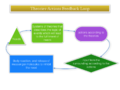 Theories-actions feedback loop.png