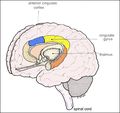 Anterior cingulate cortex.JPG
