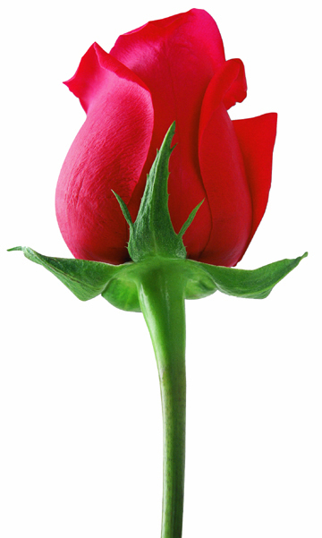 single_red_rose
