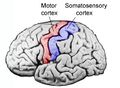 Sensory cortex.jpg