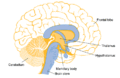 Thalmus-brain steam.gif