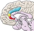 Mid-cingulate cortex.jpg
