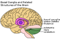 Basal ganglia.png